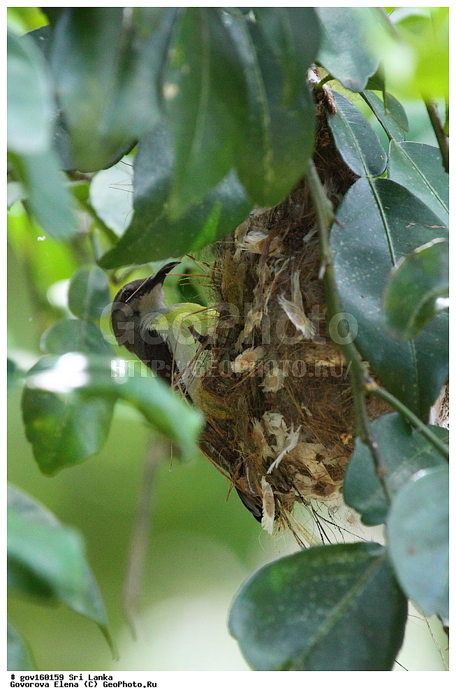  ��������, ��������, �����, �����, ��������, �����������, �������������, Nectariniidae, ���-�����, ��������������� ���������������� ���������� ���-�����, ������, XYZ, �������� ����������, ��������������� ����������, Nectarinia zeylonica, Leptocoma zeylonica