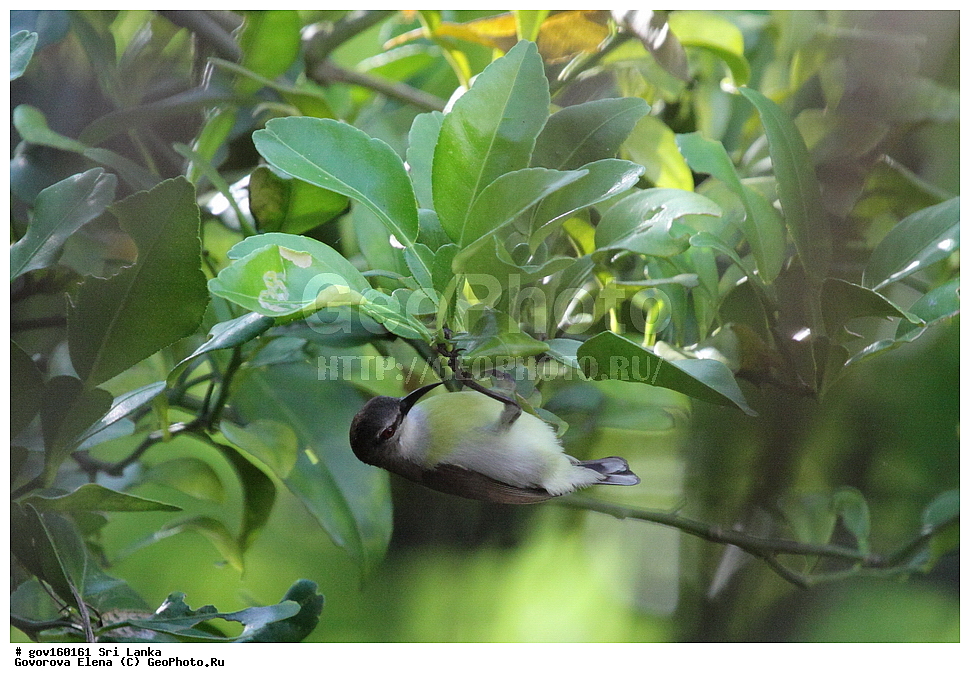  ��������, ��������, �����, �����, ��������, �����������, �������������, Nectariniidae, ���-�����, ��������������� ���������������� ���������� ���-�����, ������, XYZ, �������� ����������, ��������������� ����������, Nectarinia zeylonica, Leptocoma zeylonica