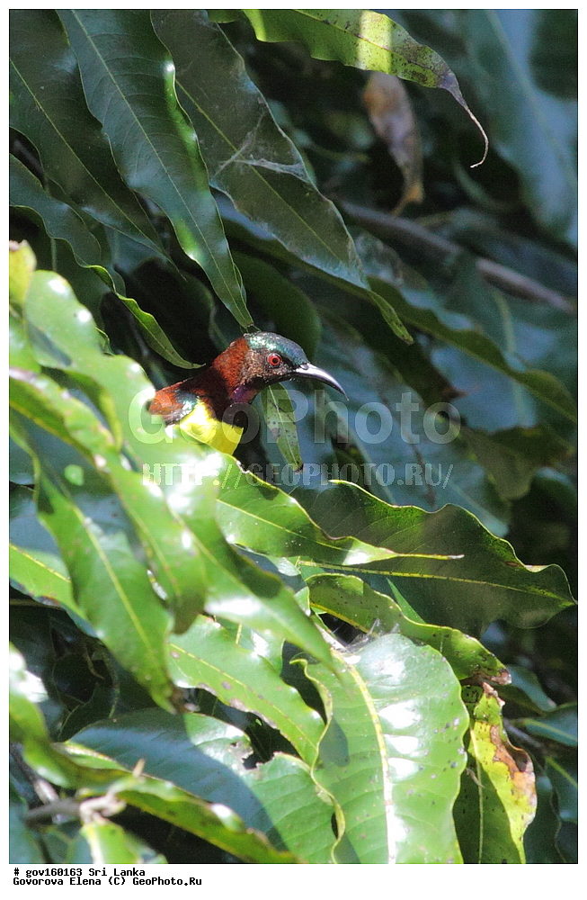  ��������, ��������, �����, �����, ��������, �����������, �������������, Nectariniidae, ���-�����, ��������������� ���������������� ���������� ���-�����, ������, XYZ, �������� ����������, ��������������� ����������, Nectarinia zeylonica, Leptocoma zeylonica