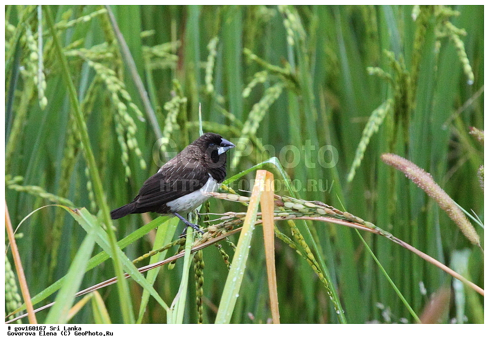 ���-�����, ��������������� ���������������� ���������� ���-�����, ������, ��������, ��������, �����, �����, ��������, �����������, ��������� �������, ������������, Estrildidae, ������������ ��������� �������, Lonchura striata, XYZ