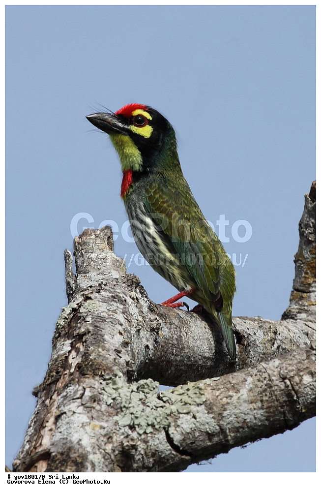 ��������, ��������, �����, �����, ��������, �����������, ��������� �����, ��������������, Megalaimidae, ���-�����, ��������������� ���������������� ���������� ���-�����, ������, XYZ, ������������� ����������, Psilopogon haemacephalus indicus, Megalaima haemacephala