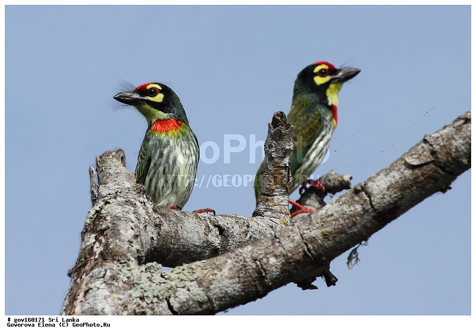 ��������, ��������, �����, �����, ��������, �����������, ��������� �����, ��������������, Megalaimidae, ���-�����, ��������������� ���������������� ���������� ���-�����, ������, XYZ, ������������� ����������, Psilopogon haemacephalus indicus, Megalaima haemacephala