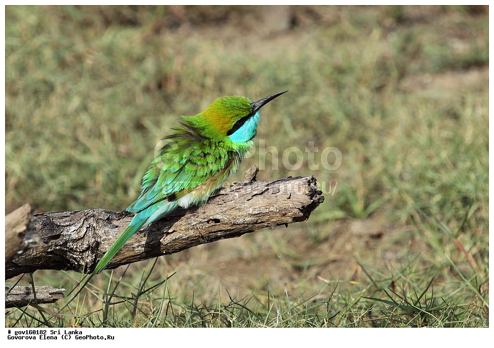 ���-�����, ��������������� ���������������� ���������� ���-�����, ������, ��������, ��������, �����, �����, ��������, �����������, ��������, Meropidae, ����� ������ �����, ����� ������� �����, Merops orientalis, XYZ