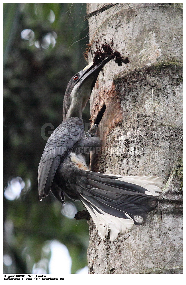 ��������, ��������, �����, �����, ��������, �����������, �����-��������, Bucerotidae, ���-�����, ��������������� ���������������� ���������� ���-�����, ������, XYZ, ���������� ����� ���, Ocyceros gingalensis