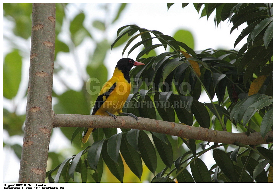 ��������, ��������, �����, �����, ��������, �����������, ���������, Oriolidae, ���-�����, ��������������� ���������������� ���������� ���-�����, ������, XYZ, ������������ ������, ������ ��������� ������������, Oriolus xanthornus maderaspatanus