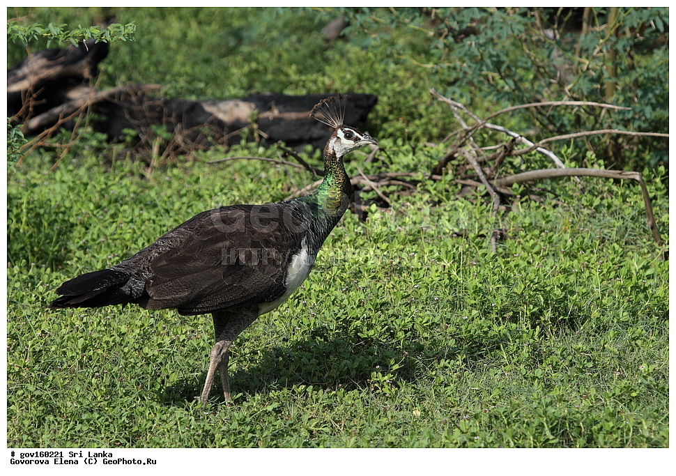 ���-�����, ��������������� ���������������� ���������� ���-�����, ������, ��������, ��������, �����, �����, ��������, �����������, XYZ, ���������, Phasianidae, ������, ������������ ������, ��������� ������, Pavo cristatus