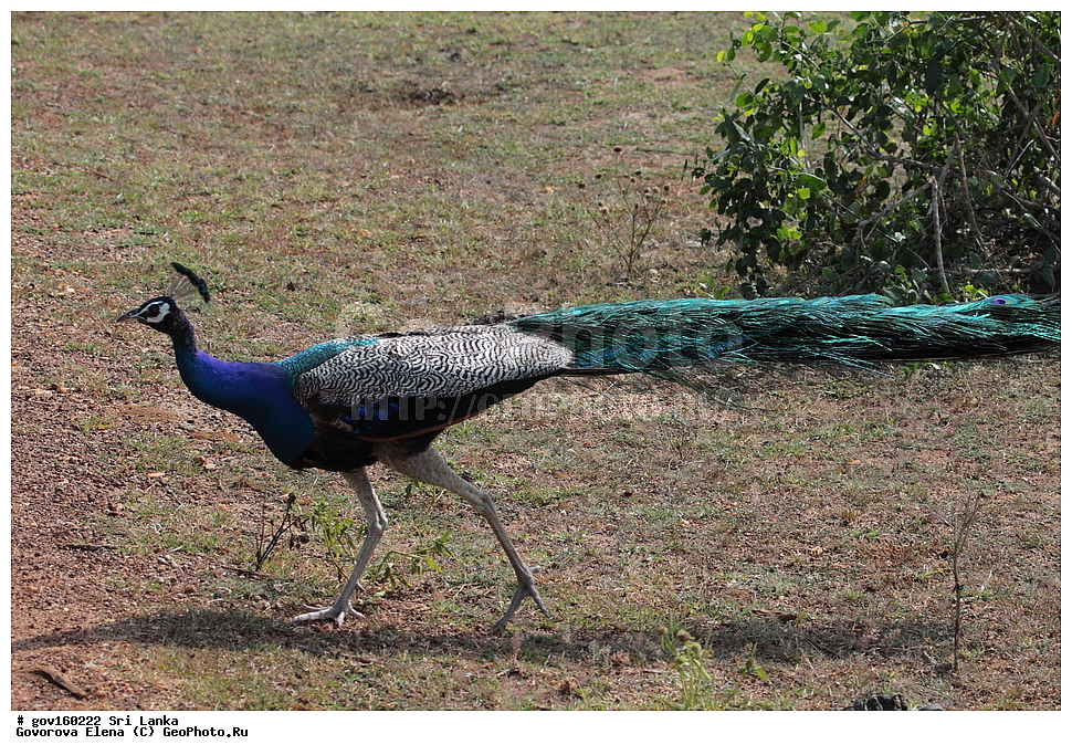 ���-�����, ��������������� ���������������� ���������� ���-�����, ������, ��������, ��������, �����, �����, ��������, �����������, XYZ, ���������, Phasianidae, ������, ������������ ������, ��������� ������, Pavo cristatus
