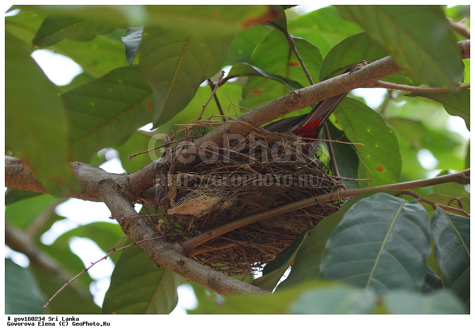 ��������, ��������, �����, �����, ��������, �����������, �����������, ������������ ������, Pycnonotidae, XYZ, ������������ ��������� ��������, ������������ ��������, Pycnonotus cafer, ���-�����, ��������������� ���������������� ���������� ���-�����, ������