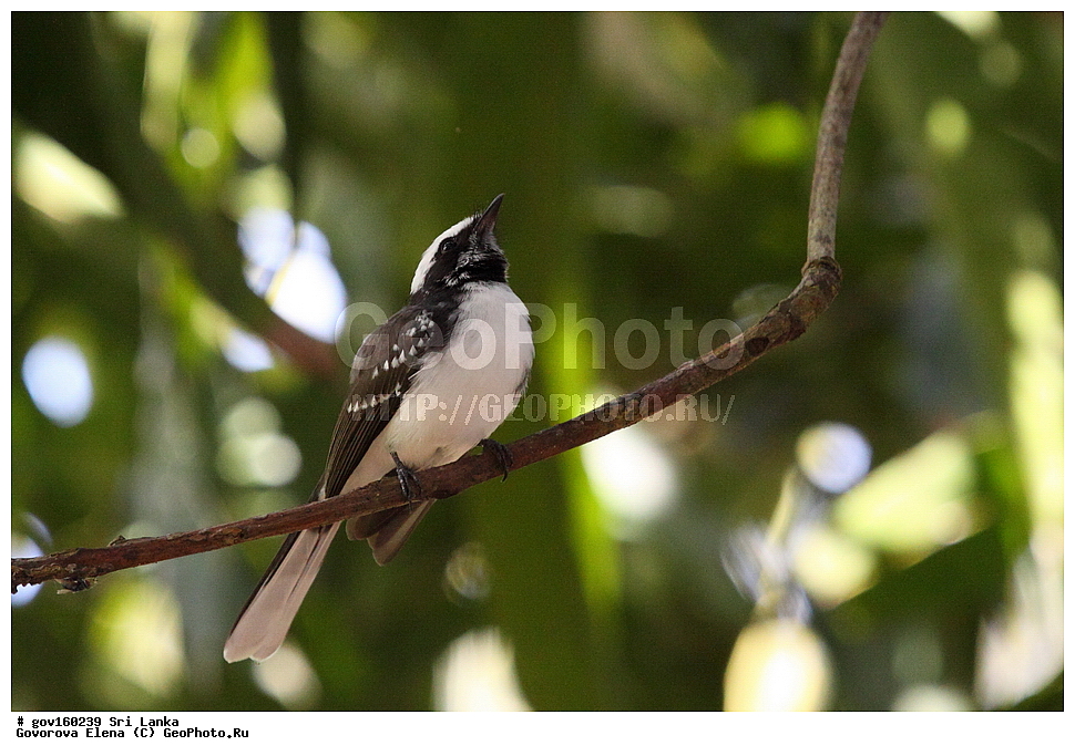 ���-�����, ��������������� ���������������� ���������� ���-�����, ������, ��������, ��������, �����, �����, ��������, �����������, ������������, Rhipiduridae, ������������, Muscicapidae, ���������� ������������, ���������� ������������, Rhipidura albicollis, XYZ