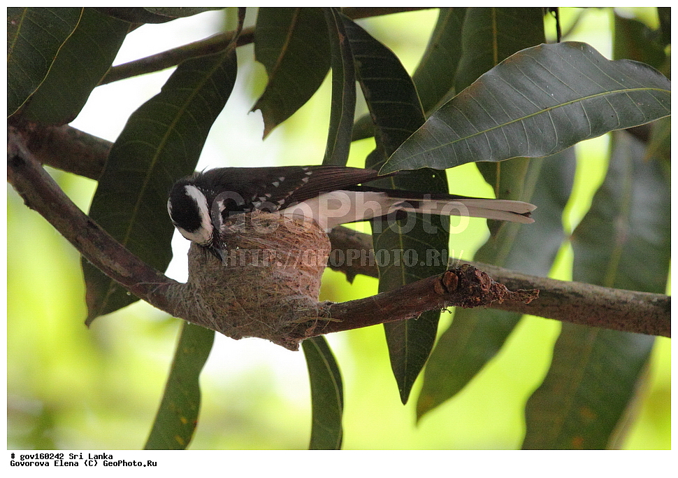 ���-�����, ��������������� ���������������� ���������� ���-�����, ������, ��������, ��������, �����, �����, ��������, �����������, ������������, Rhipiduridae, ������������, Muscicapidae, ���������� ������������, ���������� ������������, Rhipidura albicollis, XYZ