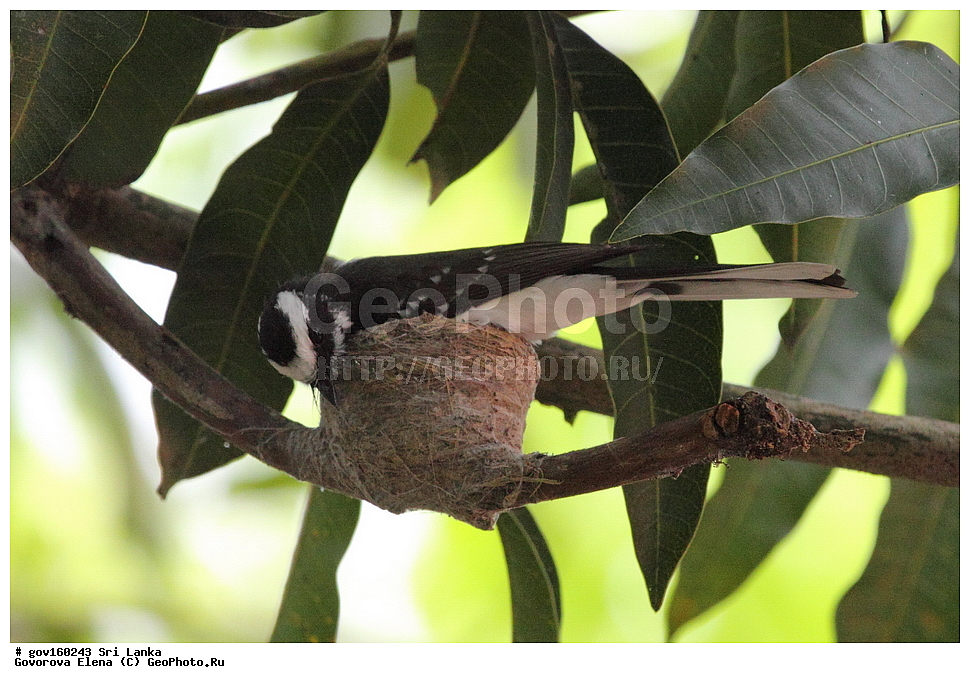 ���-�����, ��������������� ���������������� ���������� ���-�����, ������, ��������, ��������, �����, �����, ��������, �����������, ������������, Rhipiduridae, ������������, Muscicapidae, ���������� ������������, ���������� ������������, Rhipidura albicollis, XYZ