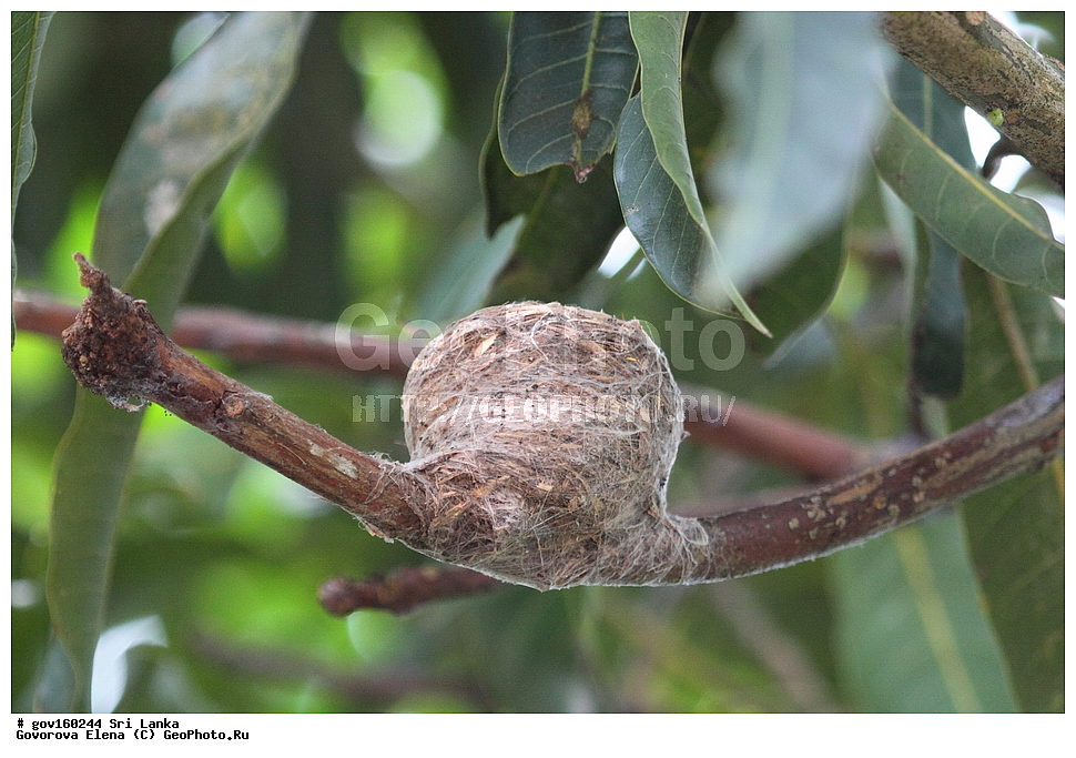 ���-�����, ��������������� ���������������� ���������� ���-�����, ������, ��������, ��������, �����, �����, ��������, �����������, ������������, Rhipiduridae, ������������, Muscicapidae, ���������� ������������, ���������� ������������, Rhipidura albicollis, XYZ