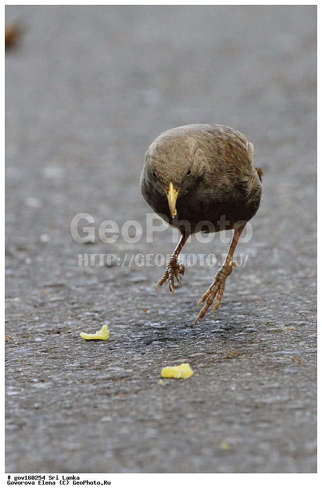 ���-�����, ��������������� ���������������� ���������� ���-�����, ������, ��������, ��������, �����, �����, ��������, �����������, ����������, ����������, Timaliidae, ���������� ��������� �������, Turdoides rufescens, Leiothrichidae, XYZ