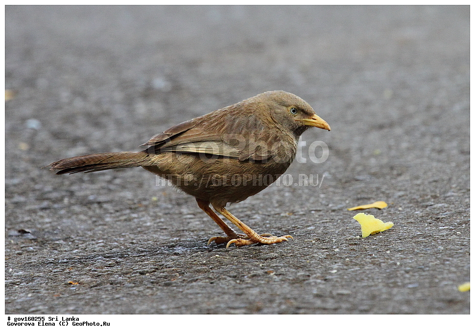 ���-�����, ��������������� ���������������� ���������� ���-�����, ������, ��������, ��������, �����, �����, ��������, �����������, ����������, ����������, Timaliidae, ���������� ��������� �������, Turdoides rufescens, Leiothrichidae, XYZ