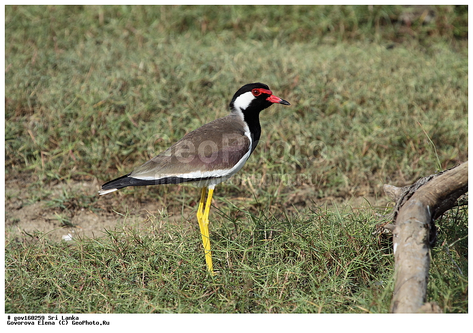 ��������, ��������, �����, �����, ��������, �����������, �����, ������, ���������, Charadriidae, ���-�����, ��������������� ���������������� ���������� ���-�����, ������, XYZ, ���������� �����, Vanellus indicus