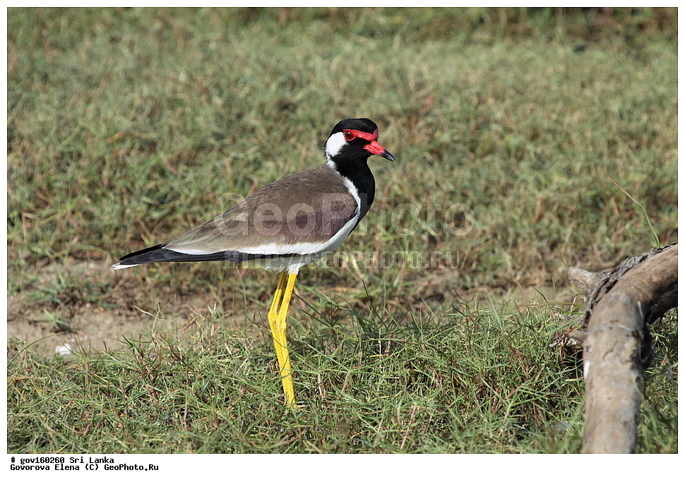 ��������, ��������, �����, �����, ��������, �����������, �����, ������, ���������, Charadriidae, ���-�����, ��������������� ���������������� ���������� ���-�����, ������, XYZ, ���������� �����, Vanellus indicus