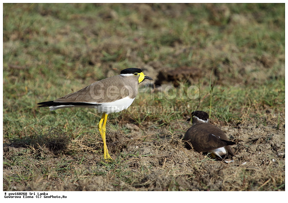 ���-�����, ��������������� ���������������� ���������� ���-�����, ������, ��������, ��������, �����, �����, ��������, �����������, �����, ������, XYZ, ���������, Charadriidae, ����������� ��������, Vanellus malabaricus