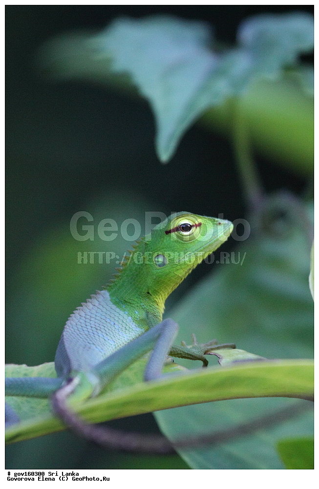 ��������, ��������, ��������������, ��������������, ��������, ��������, ��������, Agamidae, ���-�����, ��������������� ���������������� ���������� ���-�����, ������, XYZ, ������������ �����, Calotes calotes