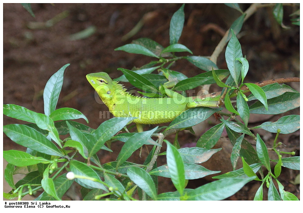 ��������, ��������, ��������������, ��������������, ��������, ��������, ��������, Agamidae, ���-�����, ��������������� ���������������� ���������� ���-�����, ������, XYZ, �����, Calotes sp.