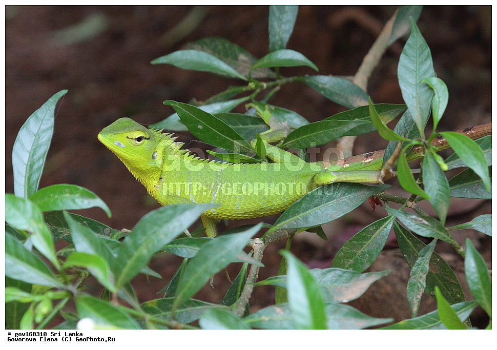 ��������, ��������, ��������������, ��������������, ��������, ��������, ��������, Agamidae, ���-�����, ��������������� ���������������� ���������� ���-�����, ������, XYZ, �����, Calotes sp.