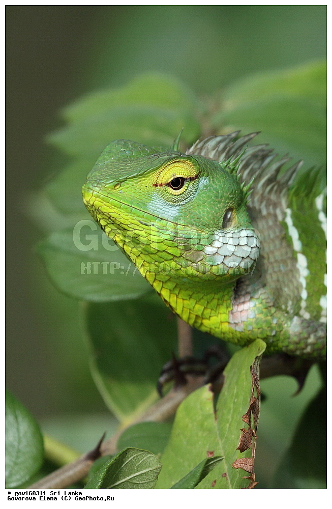 ��������, ��������, ��������������, ��������������, ��������, ��������, ��������, Agamidae, ���-�����, ��������������� ���������������� ���������� ���-�����, ������, XYZ, �����, Calotes sp.