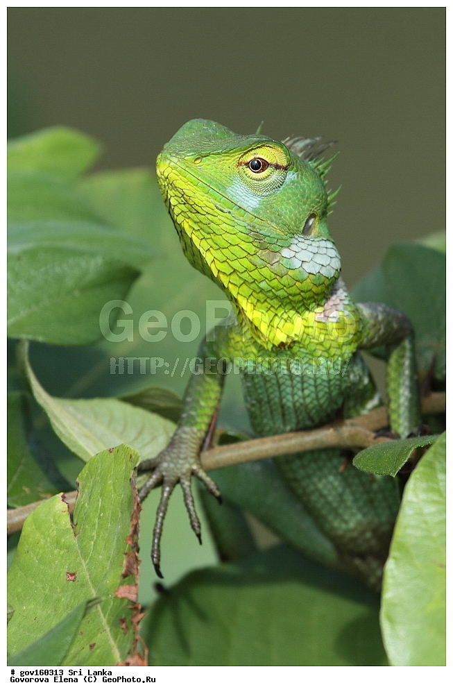 ��������, ��������, ��������������, ��������������, ��������, ��������, ��������, Agamidae, ���-�����, ��������������� ���������������� ���������� ���-�����, ������, XYZ, �����, Calotes sp.