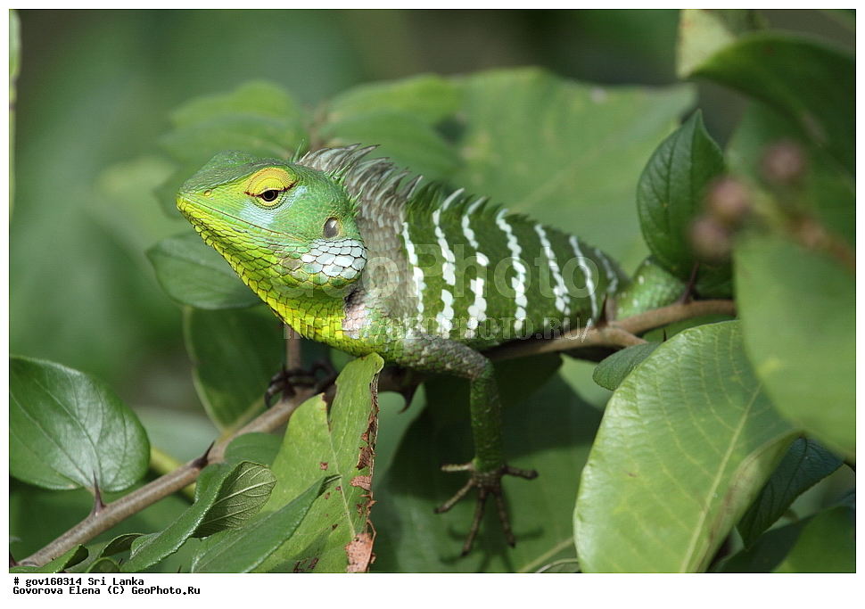 ��������, ��������, ��������������, ��������������, ��������, ��������, ��������, Agamidae, ���-�����, ��������������� ���������������� ���������� ���-�����, ������, XYZ, �����, Calotes sp.