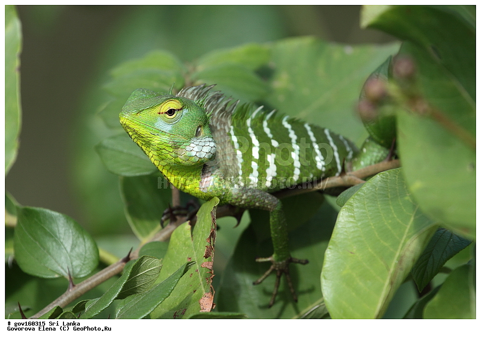 ��������, ��������, ��������������, ��������������, ��������, ��������, ��������, Agamidae, ���-�����, ��������������� ���������������� ���������� ���-�����, ������, XYZ, �����, Calotes sp.