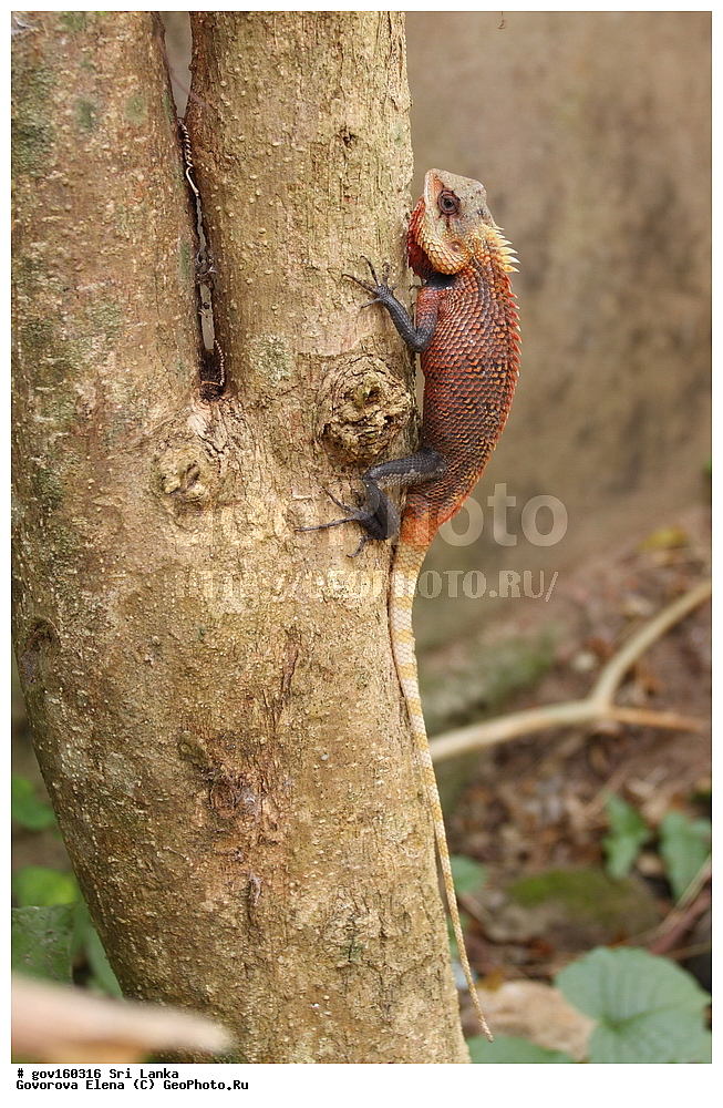 ��������, ��������, ��������������, ��������������, ��������, ��������, ��������, Agamidae, ���-�����, ��������������� ���������������� ���������� ���-�����, ������, XYZ, �����, Calotes sp.