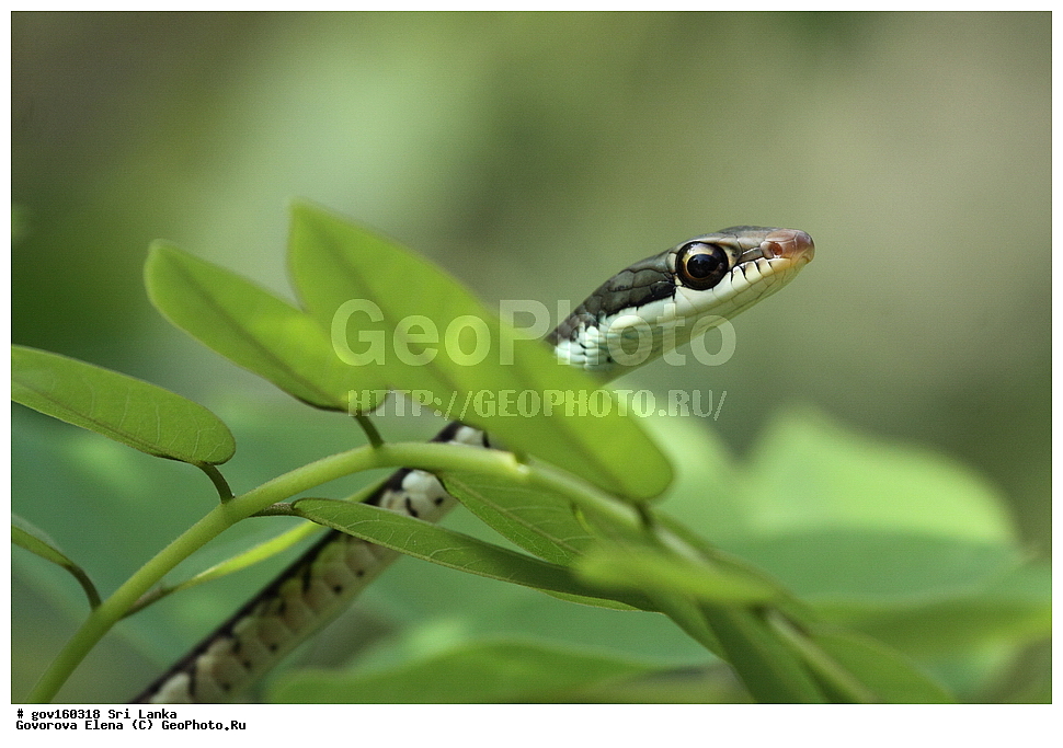 ���-�����, ��������������� ���������������� ���������� ���-�����, ������, ��������, ��������, ��������������, ��������������, ��������, ��������, XYZ, �����������, Colubridae, ��������� ��, Dendrelaphis tristis, Coluber tristis, Dipsas schokari, Leptophis mancas, Chrysopelea boiei