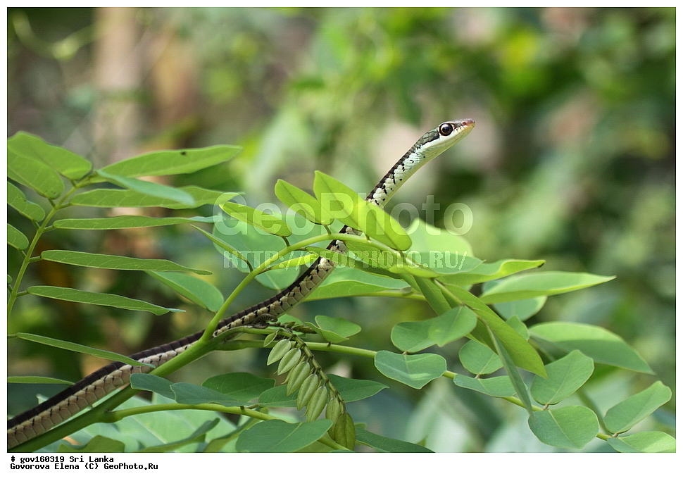 ���-�����, ��������������� ���������������� ���������� ���-�����, ������, ��������, ��������, ��������������, ��������������, ��������, ��������, XYZ, �����������, Colubridae, ��������� ��, Dendrelaphis tristis, Coluber tristis, Dipsas schokari, Leptophis mancas, Chrysopelea boiei