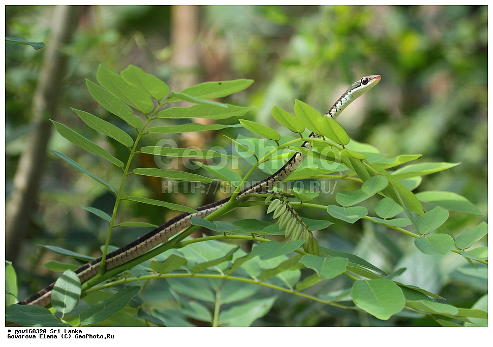 ���-�����, ��������������� ���������������� ���������� ���-�����, ������, ��������, ��������, ��������������, ��������������, ��������, ��������, XYZ, �����������, Colubridae, ��������� ��, Dendrelaphis tristis, Coluber tristis, Dipsas schokari, Leptophis mancas, Chrysopelea boiei