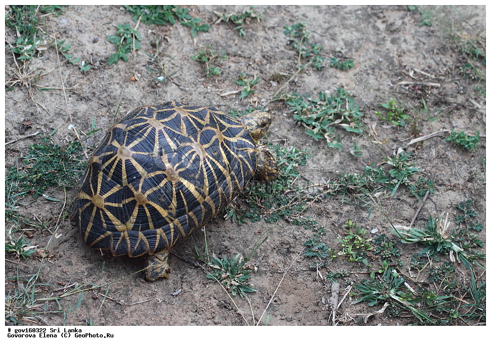 ���-�����, ��������������� ���������������� ���������� ���-�����, ������, ��������, ��������, ��������������, ��������������, ��������, ��������, XYZ, ���������� ��������, Testudinidae, ��������� ��������, ���������� ��������, Geochelone elegans, Testudo elegans, Testudo stellata, Testudo actinoides, Testudo actinodes, Testudo megalopus, Testudo actinodes, Geochelone elegans