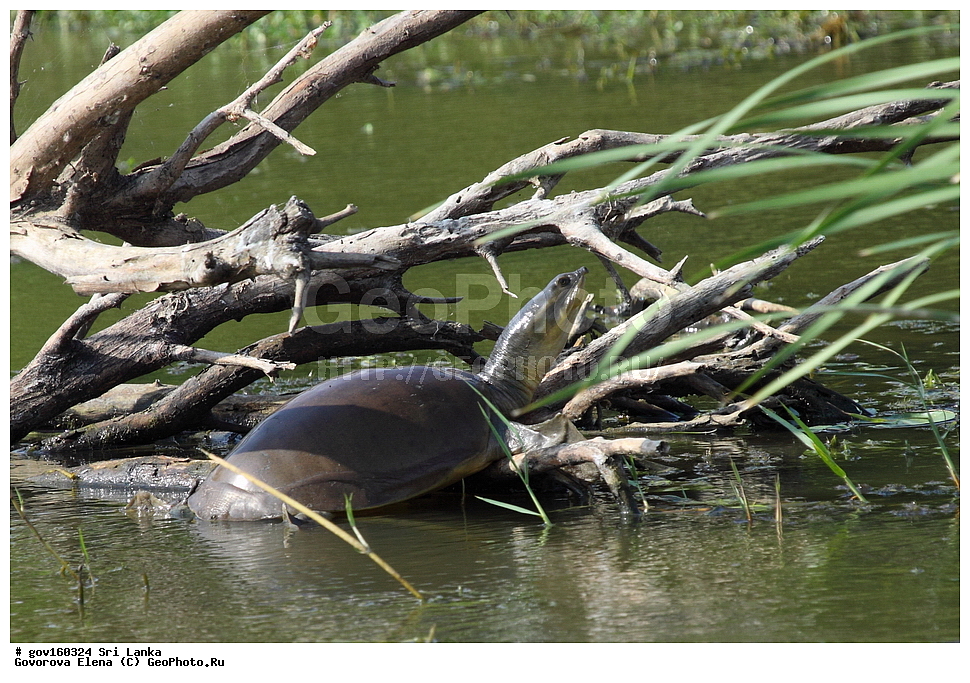 ���-�����, ��������������� ���������������� ���������� ���-�����, ������, ��������, ��������, ��������������, ��������������, ��������, ��������, XYZ, ����������� ��������, Trionychidae, ��������� ��������� ��������, Lissemys punctata, Testudo punctata, Testudo granulosa, Trionyx punctata, Trionyx granosus, Emyda punctata, Emyda granosa, Lissemys punctata, Emydura dura, Lissemys punctata, Testudo granosa, Testudo granulata, Trionyx coromandelicus, Cryptopus Granosus, Emyda granosa, Lissemys punctata granosa, Lissemys punctata punctata, Lissemys punctata vittata, Emys vittata, Emyda granosa intermedia