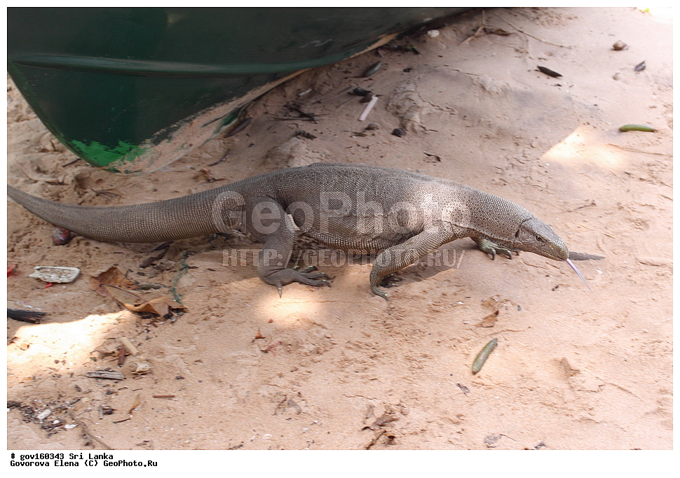 Sri Lanka, Democratic Socialist Republic of Sri Lanka, Ceylon, �������� ��������, ��������, ��������������, ��������������, ��������, ��������, �������, �������, XYZ, ���������, Varanidae, ����������� �����, Varanus bengalensis, ���-�����, ��������������� ���������������� ���������� ���-�����, ������