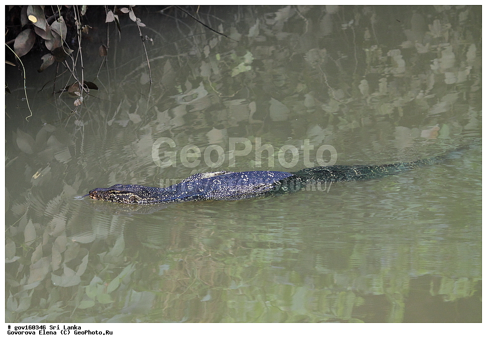 ���-�����, ��������������� ���������������� ���������� ���-�����, ������, ��������, ��������, ��������������, ��������������, ��������, ��������, ���������, Varanidae, XYZ, ��������� �����, Varanus salvator, ���-�����, ��������������� ���������������� ���������� ���-�����, ������
