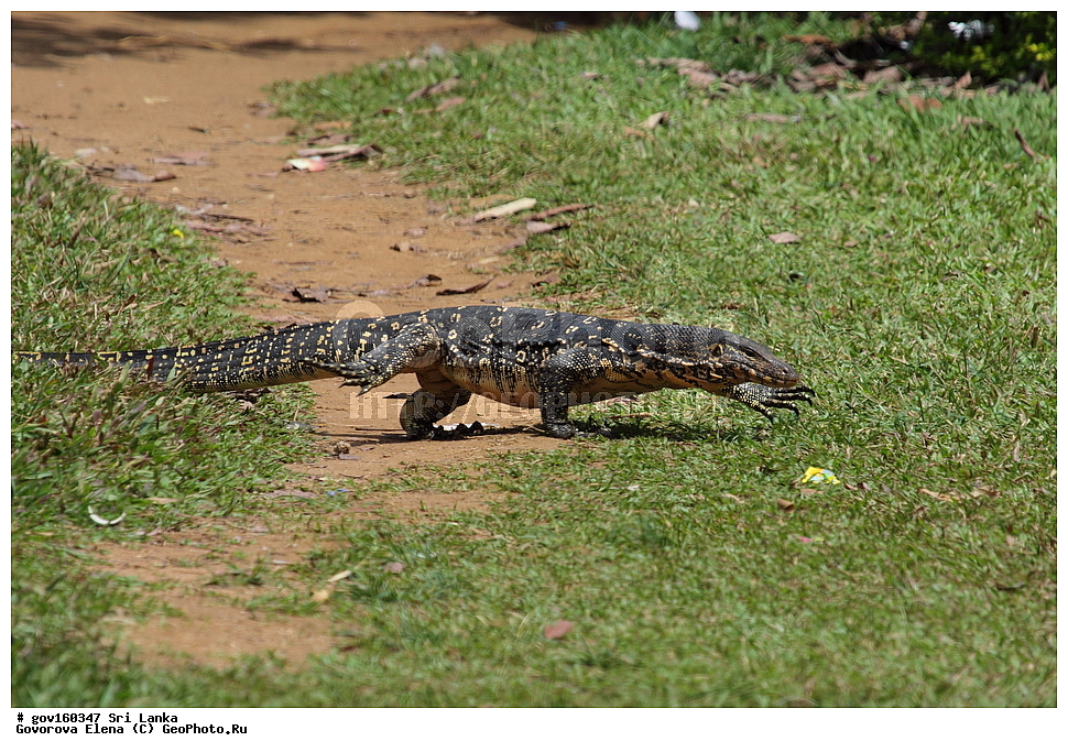 ���-�����, ��������������� ���������������� ���������� ���-�����, ������, ��������, ��������, ��������������, ��������������, ��������, ��������, ���������, Varanidae, XYZ, ��������� �����, Varanus salvator, ���-�����, ��������������� ���������������� ���������� ���-�����, ������