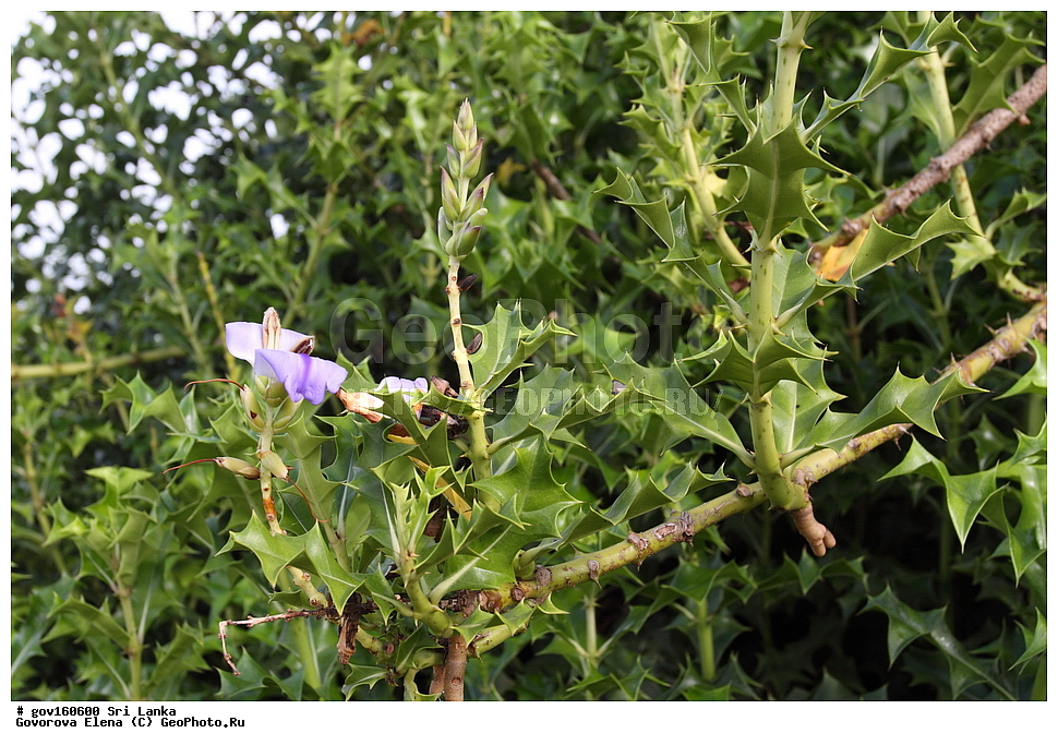 ���-�����, ��������������� ���������������� ���������� ���-�����, ������, ������ ��������, ��������, �����, ���������� ��������, �������, ������� ��������, ������, �����, ������, ���������, ����������, ����������� ��������, �����������, ������������ ��������, ������������ ��������, ������������, ������������ �����������, �����������, ������������, XYZ, ���������, Acanthaceae, ����� �������������, Acanthus ilicifolius, Acanthus doloarin, Acanthus ebracteatus var. xiamenensis, Acanthus ilicifolius ssp. orientalis, Acanthus ilicifolius var. subinteger, Acanthus ilicifolius var. xiamenensis, Acanthus neoguineensis, Acanthus xiamenensis, Dilivaria ilicifolia, ����������� ��������, ������������ ��������, ����������� ��������, ������������ ��������, �����������, ������������