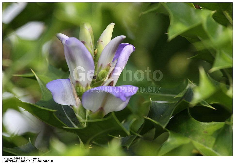 ���-�����, ��������������� ���������������� ���������� ���-�����, ������, ������ ��������, ��������, �����, ���������� ��������, �������, ������� ��������, ������, �����, ������, ���������, ����������, ����������� ��������, �����������, ������������ ��������, ������������ ��������, ������������, ������������ �����������, �����������, ������������, XYZ, ���������, Acanthaceae, ����� �������������, Acanthus ilicifolius, Acanthus doloarin, Acanthus ebracteatus var. xiamenensis, Acanthus ilicifolius ssp. orientalis, Acanthus ilicifolius var. subinteger, Acanthus ilicifolius var. xiamenensis, Acanthus neoguineensis, Acanthus xiamenensis, Dilivaria ilicifolia, ����������� ��������, ������������ ��������, ����������� ��������, ������������ ��������, �����������, ������������