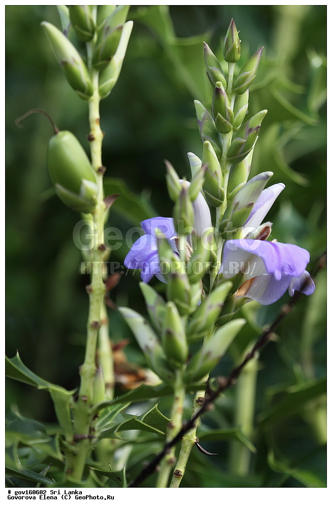 ���-�����, ��������������� ���������������� ���������� ���-�����, ������, ������ ��������, ��������, �����, ���������� ��������, �������, ������� ��������, ������, �����, ������, ���������, ����������, ����������� ��������, �����������, ������������ ��������, ������������ ��������, ������������, ������������ �����������, �����������, ������������, XYZ, ���������, Acanthaceae, ����� �������������, Acanthus ilicifolius, Acanthus doloarin, Acanthus ebracteatus var. xiamenensis, Acanthus ilicifolius ssp. orientalis, Acanthus ilicifolius var. subinteger, Acanthus ilicifolius var. xiamenensis, Acanthus neoguineensis, Acanthus xiamenensis, Dilivaria ilicifolia, ����������� ��������, ������������ ��������, ����������� ��������, ������������ ��������, �����������, ������������