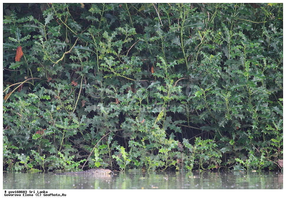 ���-�����, ��������������� ���������������� ���������� ���-�����, ������, ������ ��������, ��������, �����, ���������� ��������, �������, ������� ��������, ������, �����, ������, ���������, ����������, ����������� ��������, �����������, ������������ ��������, ������������ ��������, ������������, ������������ �����������, �����������, ������������, XYZ, ���������, Acanthaceae, ����� �������������, Acanthus ilicifolius, Acanthus doloarin, Acanthus ebracteatus var. xiamenensis, Acanthus ilicifolius ssp. orientalis, Acanthus ilicifolius var. subinteger, Acanthus ilicifolius var. xiamenensis, Acanthus neoguineensis, Acanthus xiamenensis, Dilivaria ilicifolia, ����������� ��������, ������������ ��������, ����������� ��������, ������������ ��������, �����������, ������������