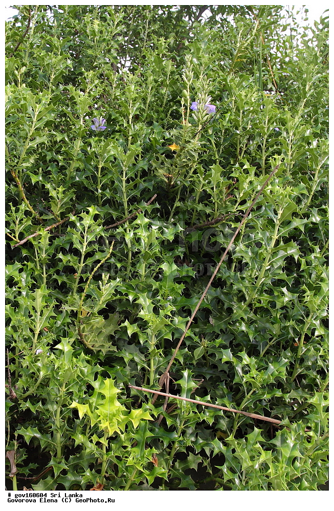 ���-�����, ��������������� ���������������� ���������� ���-�����, ������, ������ ��������, ��������, �����, ���������� ��������, �������, ������� ��������, ������, �����, ������, ���������, ����������, ����������� ��������, �����������, ������������ ��������, ������������ ��������, ������������, ������������ �����������, �����������, ������������, XYZ, ���������, Acanthaceae, ����� �������������, Acanthus ilicifolius, Acanthus doloarin, Acanthus ebracteatus var. xiamenensis, Acanthus ilicifolius ssp. orientalis, Acanthus ilicifolius var. subinteger, Acanthus ilicifolius var. xiamenensis, Acanthus neoguineensis, Acanthus xiamenensis, Dilivaria ilicifolia, ����������� ��������, ������������ ��������, ����������� ��������, ������������ ��������, �����������, ������������