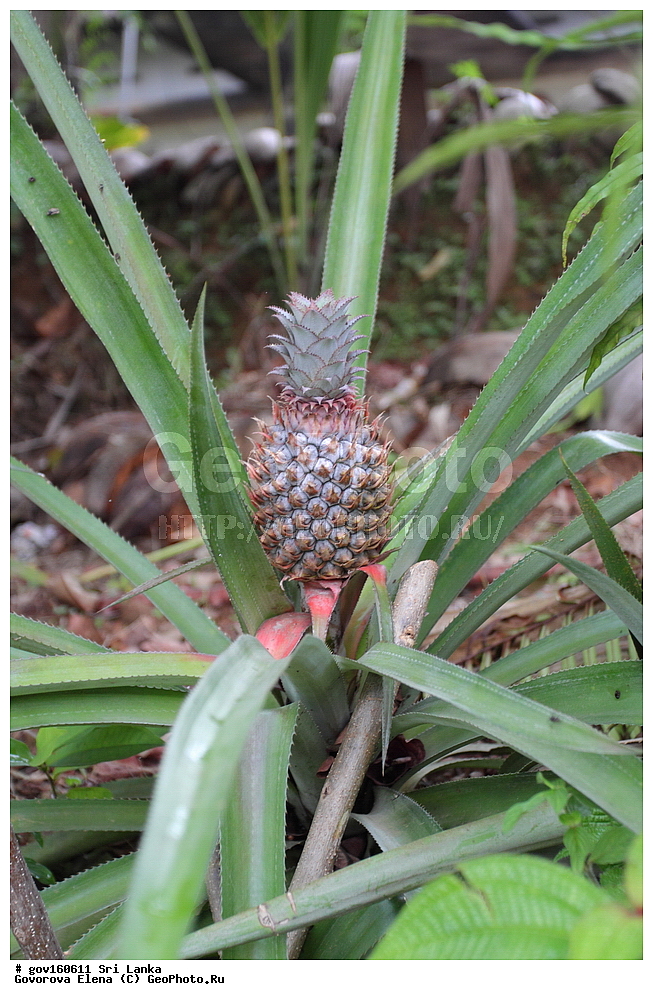 ���-�����, ��������������� ���������������� ���������� ���-�����, ������, ������ ��������, ��������, �����, ���������� ��������, �������, ������� ��������, ������, �����, ����������� ��������, �����, ����������� ��������, �����, ����������� ��������, �����������, ������������ ��������, ������������ ��������, ������������, ������������ �����������, �����������, ������������, XYZ, �����������, Bromeliaceae, ������ ����������������, ������ ��������, ������ ���������, ������ ��������, Ananas comosus, Ananas ananas, Ananas bracteatus var. hondurensis, Ananas domestica, Ananas parguazensis, Ananas sativa, Ananas sativus, Ananassa sativa, Bromelia ananas, Bromelia ananas, Bromelia comosa, ����������� ��������, ������������ ��������, ����������� ��������, ������������ ��������, �����������, ������������