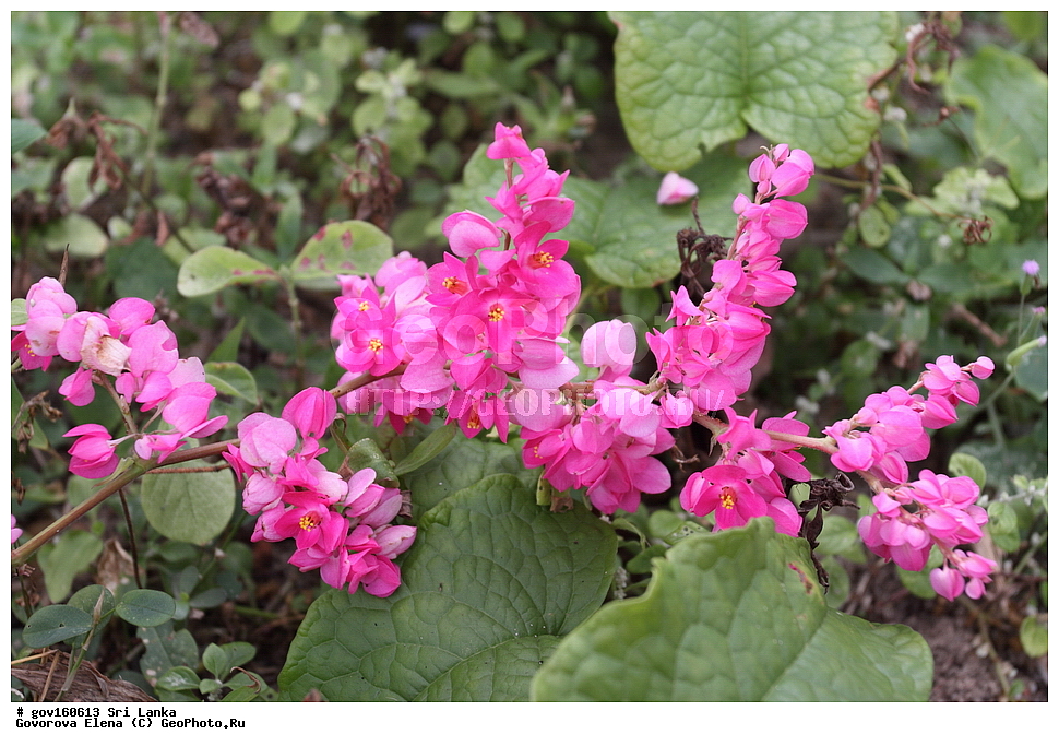 ���-�����, ��������������� ���������������� ���������� ���-�����, ������, ������ ��������, ��������, �����, ���������� ��������, �������, ������� ��������, ������, �����, �����, �����, ����������� ��������, �����������, ������������ ��������, ������������ ��������, ������������, ������������ �����������, �����������, ������������, XYZ, ���������, ����������, Polygonaceae, ��������� ����������, ���������� ���� ������������ ���������� �����, ����� �����, Antigonon leptopus, Antigonon cinerascens, Antigonon cordatum, Antigonon platypus, Corculum leptopus, ����������� ��������, ������������ ��������, ����������� ��������, ������������ ��������, �����������, ������������