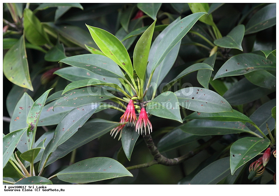 ���-�����, ��������������� ���������������� ���������� ���-�����, ������, ������ ��������, ��������, �����, ���������� ��������, ������, �����, ������, ����������� ��������, �����������, XYZ, �����������, Rhizophoraceae, �������� ������������, Bruguiera gymnorhiza, Bruguiera capensis, Bruguiera conjugata, Bruguiera eriopetala, Bruguiera gymnorhiza var. palun, Bruguiera rhedii, Bruguiera rheedii, Bruguiera rumphii, Bruguiera wightii, Bruguiera zippelii, Bruguiera zippelii var. oblongifolia, Rhizophora conjugata, Rhizophora gymnorrhiza, Rhizophora palun, Rhizophora tinctoria, ����������� ��������, ������������ ��������, ����������� ��������, ������������ ��������, �����������, ������������