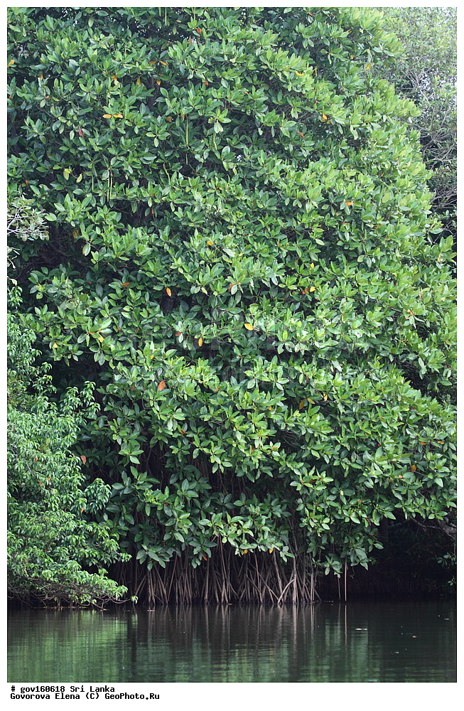 ���-�����, ��������������� ���������������� ���������� ���-�����, ������, ������ ��������, ��������, �����, ���������� ��������, ������, �����, ������, ����������� ��������, �����������, XYZ, �����������, Rhizophoraceae, �������� ������������, Bruguiera gymnorhiza, Bruguiera capensis, Bruguiera conjugata, Bruguiera eriopetala, Bruguiera gymnorhiza var. palun, Bruguiera rhedii, Bruguiera rheedii, Bruguiera rumphii, Bruguiera wightii, Bruguiera zippelii, Bruguiera zippelii var. oblongifolia, Rhizophora conjugata, Rhizophora gymnorrhiza, Rhizophora palun, Rhizophora tinctoria, ����������� ��������, ������������ ��������, ����������� ��������, ������������ ��������, �����������, ������������