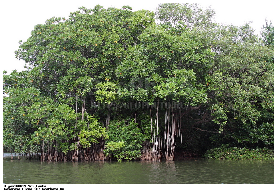 ���-�����, ��������������� ���������������� ���������� ���-�����, ������, ������ ��������, ��������, �����, ���������� ��������, ������, �����, ������, ����������� ��������, �����������, XYZ, �����������, Rhizophoraceae, �������� ������������, Bruguiera gymnorhiza, Bruguiera capensis, Bruguiera conjugata, Bruguiera eriopetala, Bruguiera gymnorhiza var. palun, Bruguiera rhedii, Bruguiera rheedii, Bruguiera rumphii, Bruguiera wightii, Bruguiera zippelii, Bruguiera zippelii var. oblongifolia, Rhizophora conjugata, Rhizophora gymnorrhiza, Rhizophora palun, Rhizophora tinctoria, ����������� ��������, ������������ ��������, ����������� ��������, ������������ ��������, �����������, ������������