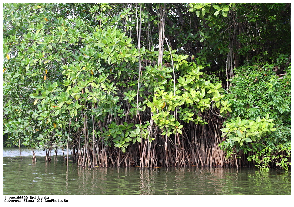 ���-�����, ��������������� ���������������� ���������� ���-�����, ������, ������ ��������, ��������, �����, ���������� ��������, ������, �����, ������, ����������� ��������, �����������, XYZ, �����������, Rhizophoraceae, �������� ������������, Bruguiera gymnorhiza, Bruguiera capensis, Bruguiera conjugata, Bruguiera eriopetala, Bruguiera gymnorhiza var. palun, Bruguiera rhedii, Bruguiera rheedii, Bruguiera rumphii, Bruguiera wightii, Bruguiera zippelii, Bruguiera zippelii var. oblongifolia, Rhizophora conjugata, Rhizophora gymnorrhiza, Rhizophora palun, Rhizophora tinctoria, ����������� ��������, ������������ ��������, ����������� ��������, ������������ ��������, �����������, ������������