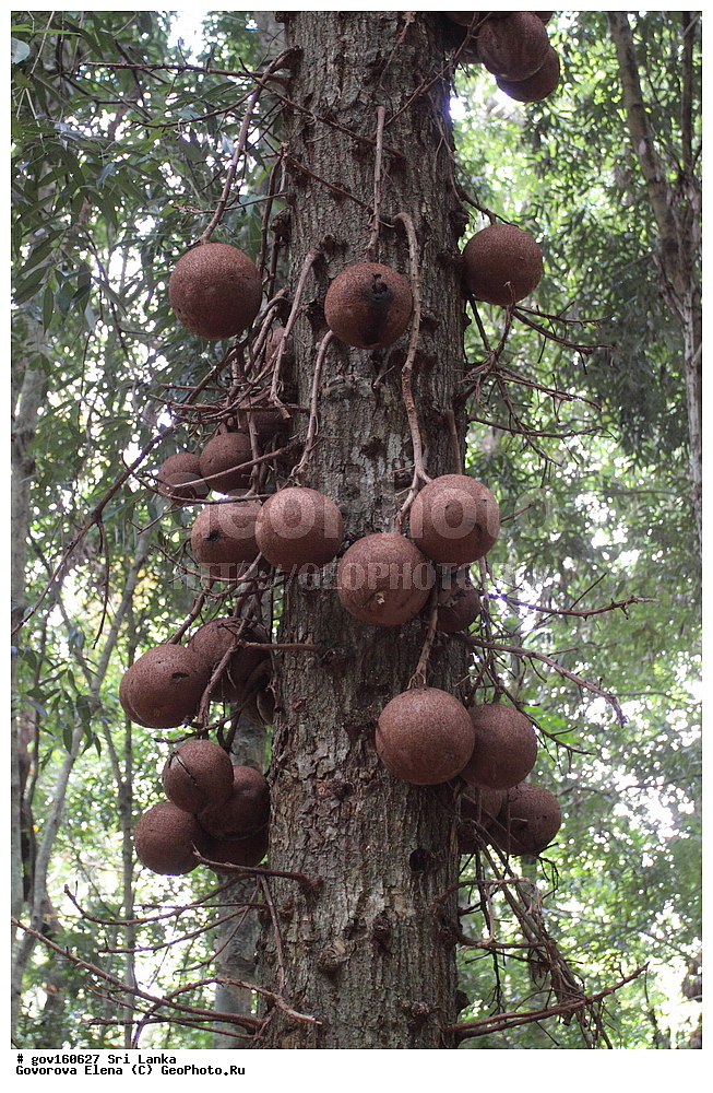  ���-�����, ��������������� ���������������� ���������� ���-�����, ������, ������ ��������, ��������, �����, ���������� ��������, �����, �����, �����, ������, ����, �����, ������, ����������� ��������, �����������, ������������ ��������, ������������ ��������, ������������, ����������� ��������, ������������ ��������, ����������� ��������, ������������ ��������, �����������, ������������, XYZ, �����������, Lecythidaceae, �������� ���������, Couroupita guianensis, Couroupita guianensis var. surinamensis