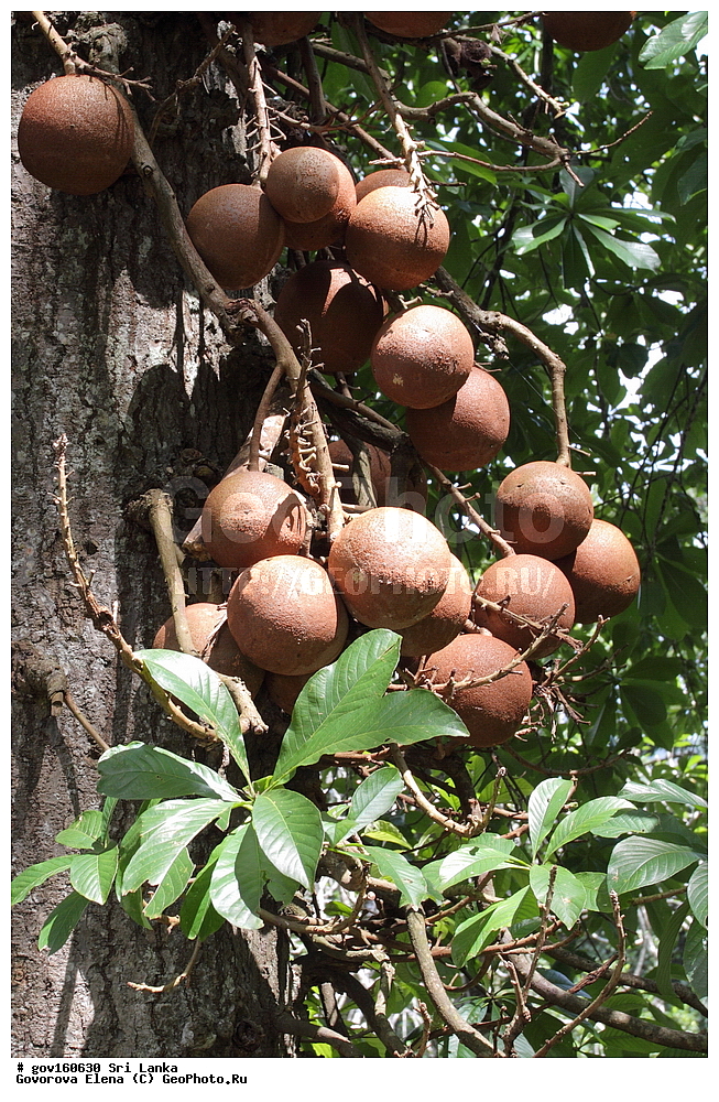  ���-�����, ��������������� ���������������� ���������� ���-�����, ������, ������ ��������, ��������, �����, ���������� ��������, �����, �����, �����, ������, ����, �����, ������, ����������� ��������, �����������, ������������ ��������, ������������ ��������, ������������, ����������� ��������, ������������ ��������, ����������� ��������, ������������ ��������, �����������, ������������, XYZ, �����������, Lecythidaceae, �������� ���������, Couroupita guianensis, Couroupita guianensis var. surinamensis